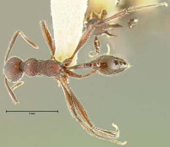 Media type: image; Entomology 21007   Aspect: habitus dorsal view